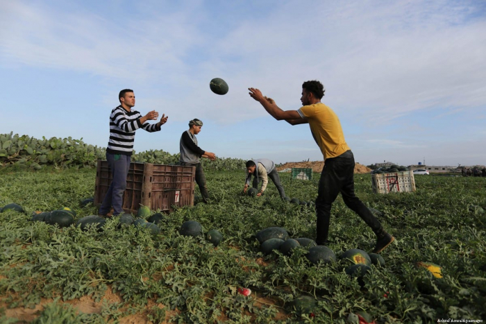 Arbūzų derliaus ėmimas Palestinoje